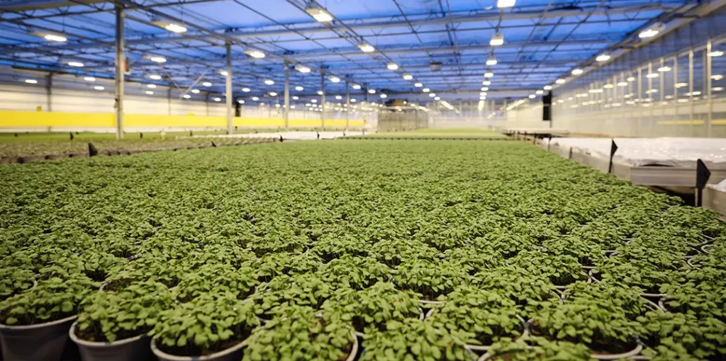 A lot of plants in major greenhouse heated with ES heat pumps